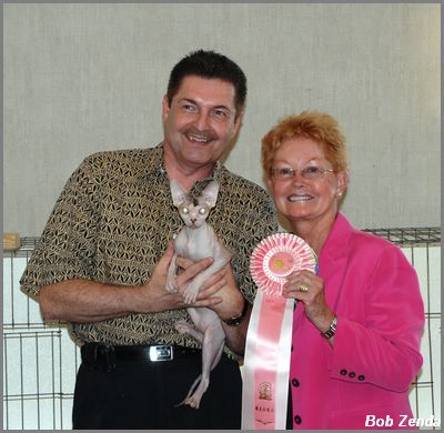 Highest Scoring Sphynx in Show